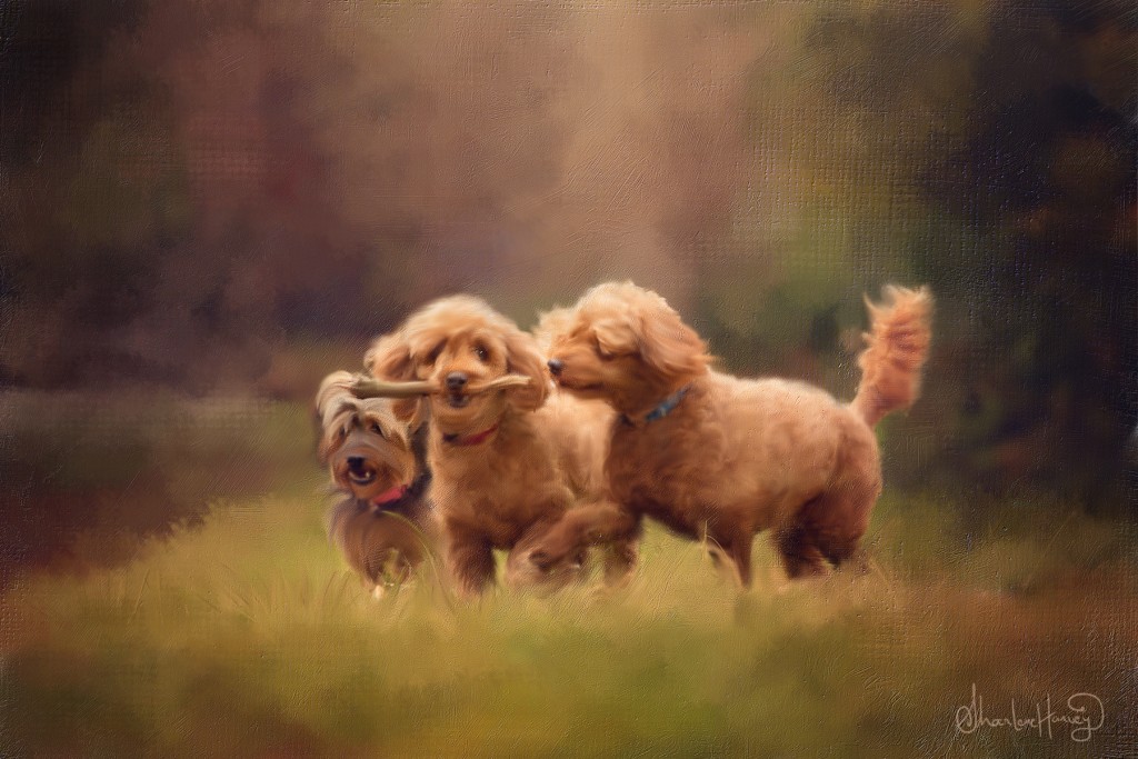 Sharlene Harvey Photography Digital Art